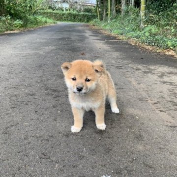 柴犬(標準サイズ)【三重県・男の子・2023年9月3日・赤】の写真「4兄弟で元気一杯です！」