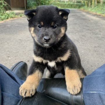 柴犬(標準サイズ)【三重県・男の子・2023年8月24日・黒】の写真「一人っ子でポッチャリの男の子です！」