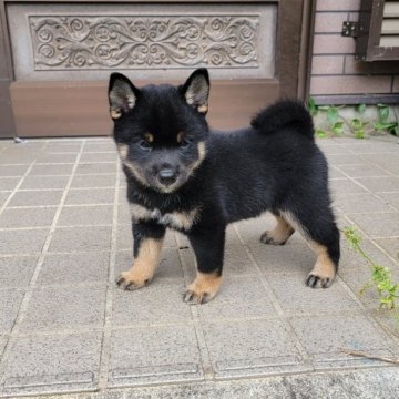 柴犬(標準サイズ)【三重県・女の子・2024年8月8日・黒】の写真「人懐っこい女の子です！
母犬賞歴有り！」