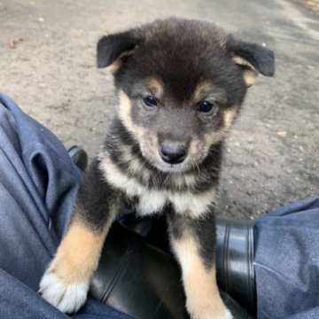 柴犬(標準サイズ)【三重県・男の子・2023年9月3日・黒】の写真「4兄弟で元気な子です。」