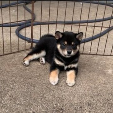 柴犬(標準サイズ)【三重県・男の子・2023年9月13日・黒】の写真「可愛いです！」