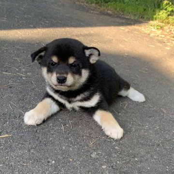 柴犬(標準サイズ)【三重県・女の子・2024年3月19日・黒】の写真「ぽてぽての女の子です。父犬遺伝性疾患クリア。」