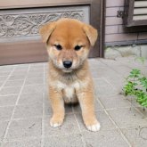 柴犬(標準サイズ)