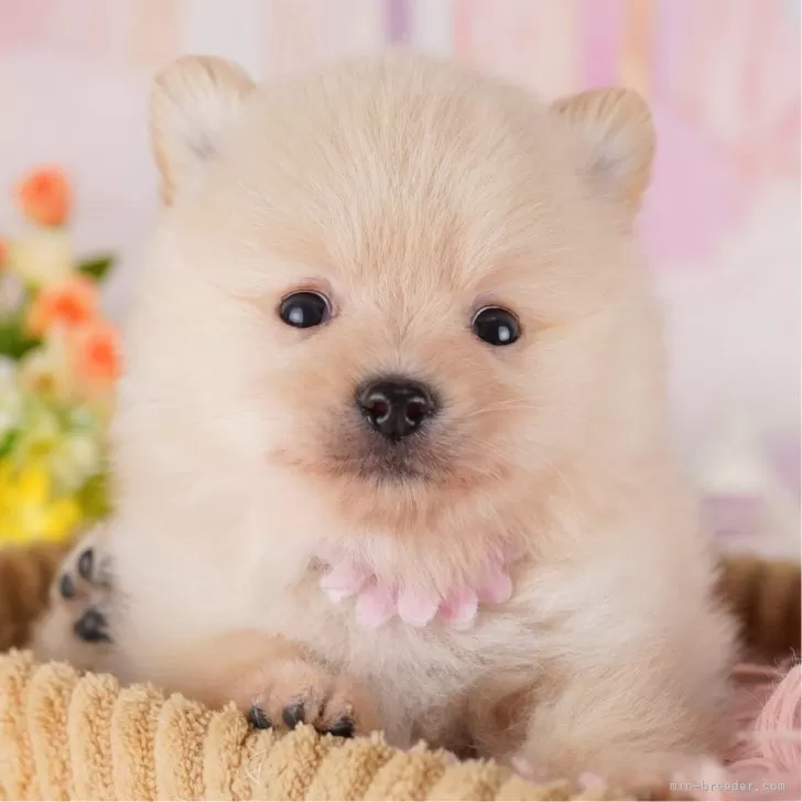 ポメラニアン【東京都・男の子・2025年3月17日・クリーム】の写真1「狂犬病ワクチン接種が終わったらお散歩デビューだワン🐶✨」