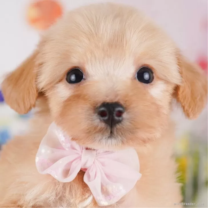 ID：2412-06524の子犬
