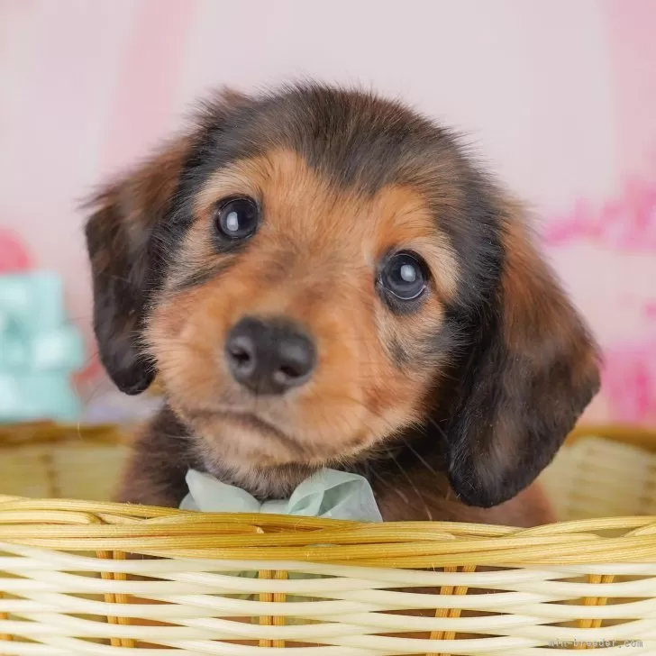 もちこ 様のお迎えした子犬