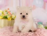 ポメラニアン【東京都・男の子・2025年3月17日・クリーム】の写真4「平日にワンちゃんをお迎えの方に限り、生体価格を5,000円お値引きいたします😊」