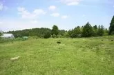 トイプードル(トイ)【東京都・女の子・2025年2月19日・レッド】の写真5「本犬舎の運動場では両親犬ちゃんが元気いっぱいに遊んでおります🎵」