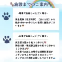 チワワ(ロング)【東京都・女の子・2025年1月15日・ブラックタン&ホワイト】の写真6「施設の詳細住所に関しましては、ご見学確定時にお送りしております🐾」