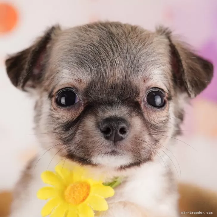 choco 様のお迎えした子犬