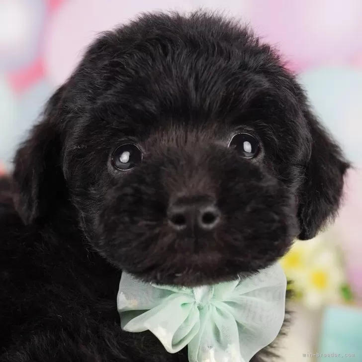 ルル 様のお迎えした子犬