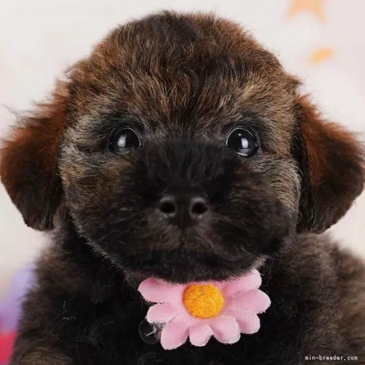 ノコノコ 様のお迎えした子犬