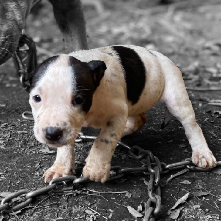 骨量がある父親似のフレンドリー犬😉両親外産 | アメリカンピットブルテリア