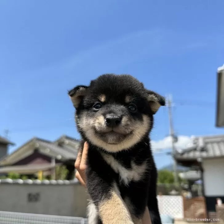 N.N 様のお迎えした子犬