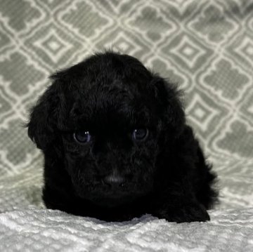 トイプードル(タイニー)【東京都・男の子・2023年12月11日・ブラック🐩】の写真「マズル短め🐷」