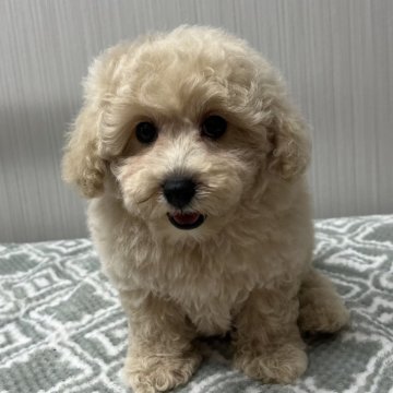 トイプードル(タイニー)【東京都・女の子・2024年6月26日・シャンパンゴールド🐩】の写真「キレイなお色💕短足・短鼻🐽」