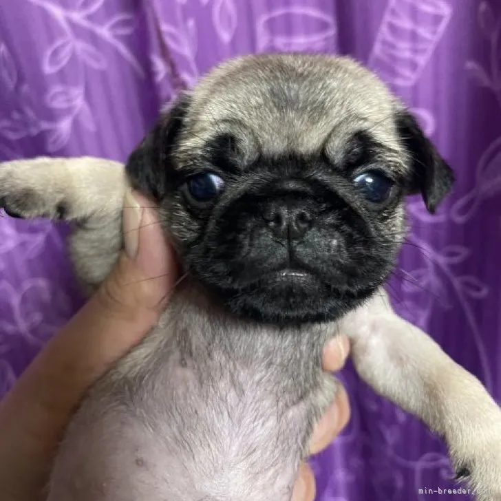 はぜ仙人 様のお迎えした子犬