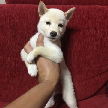 柴犬(標準サイズ)【千葉県・女の子・2020年7月24日・白】の写真「綺麗な白でシュッとした顔付きしてます。」