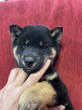 柴犬(標準サイズ)【千葉県・男の子・2020年12月31日・黒】の写真「出産ラッシュの為、値下げしました！」