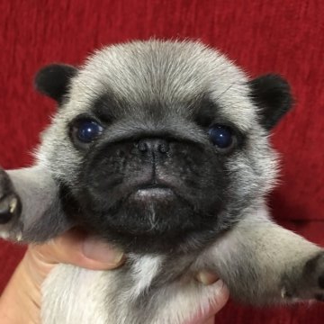 パグ【千葉県・女の子・2020年4月9日・フォーン】の写真「可愛いです❗️」