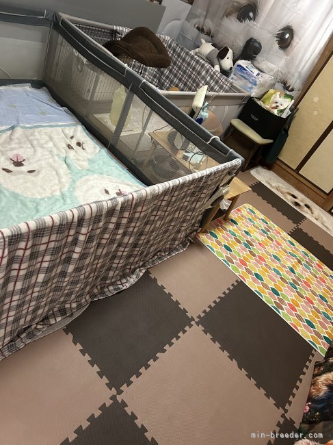 お産部屋と、赤ちゃん部屋｜木村　恵美子(きむら　えみこ)ブリーダー(福岡県・ヨークシャーテリアなど・JKC登録)の紹介写真9