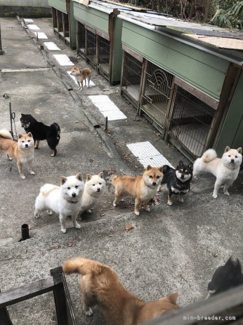 運動スペースでかけっこしてます｜小見　佐市(こみ　さいち)ブリーダー(群馬県・柴犬など・KC登録)の紹介写真4