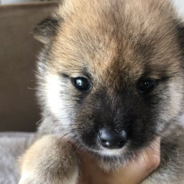 柴犬(豆柴)【群馬県・男の子・2023年7月4日・赤】の写真「おっとりで、たぬき顔のボク！」