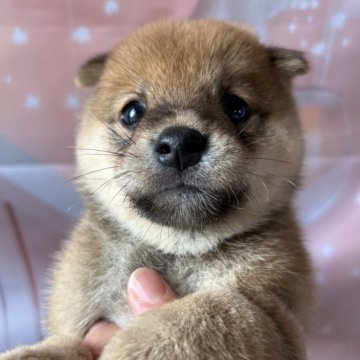 柴犬(豆柴)【群馬県・男の子・2024年8月19日・赤】の写真「甘えん坊の可愛い豆柴ボクちゃん♡」