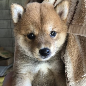 柴犬(豆柴)【群馬県・男の子・2023年6月6日・赤】の写真「おっとりで甘えん坊の可愛いボクちゃん！」