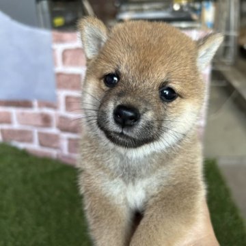 柴犬(豆柴)【群馬県・男の子・2024年7月9日・赤】の写真「可愛い顔立ちの豆柴ボクちゃん！」