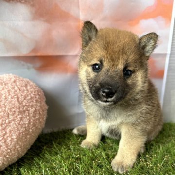 柴犬(豆柴)【群馬県・男の子・2024年7月16日・胡麻】の写真「胡麻毛でたぬき顔の可愛いボク！」