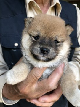 柴犬(豆柴)【群馬県・女の子・2022年3月1日・赤】の写真「元気で可愛い赤毛の女の子です♪」