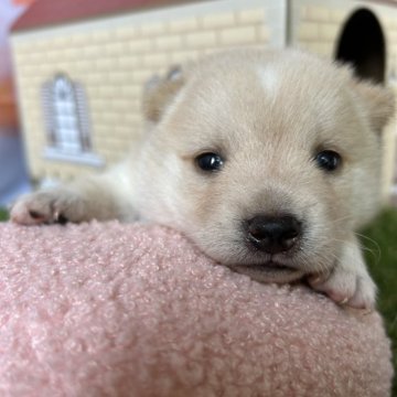 柴犬(豆柴)【群馬県・男の子・2024年8月6日・白】の写真「コロコロ白い豆柴くん！」