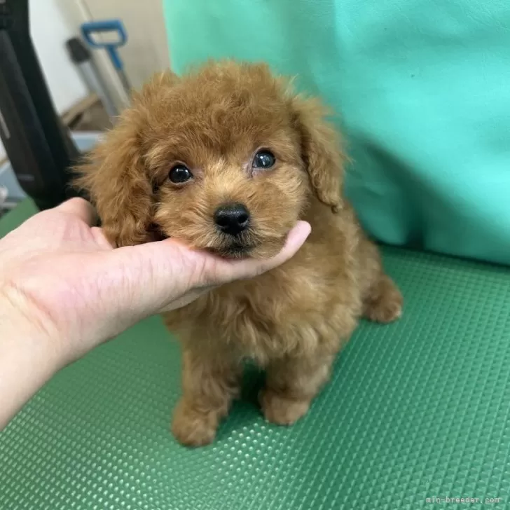 E.F 様のお迎えした子犬