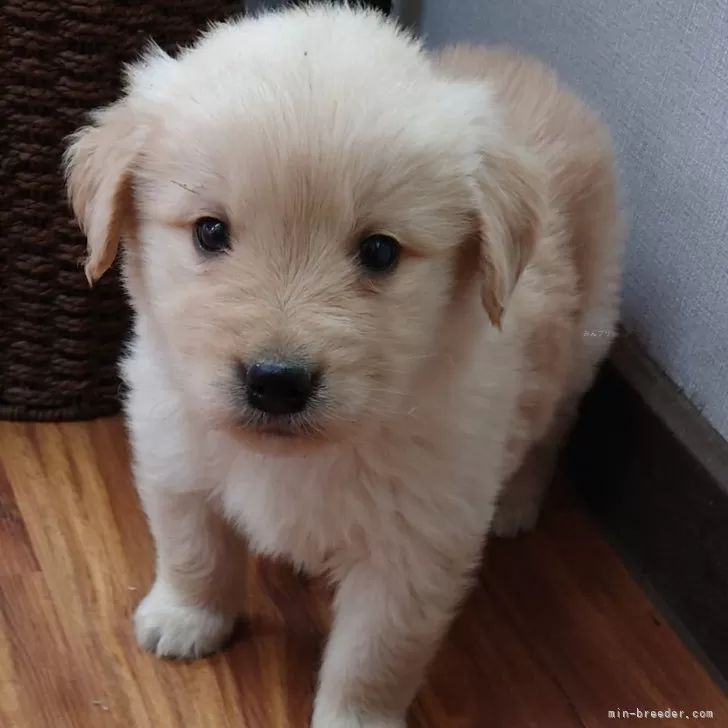 ぴょ 様のお迎えした子犬