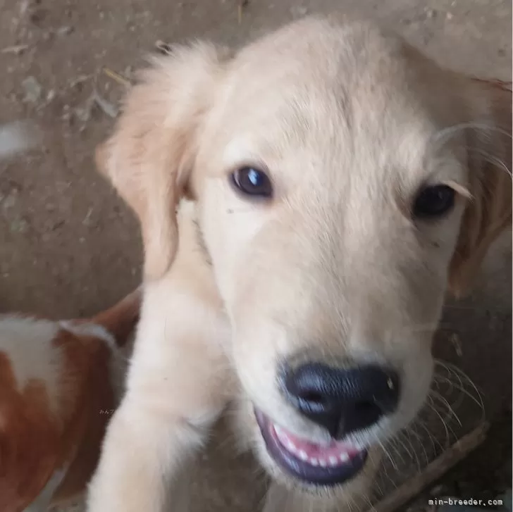 Y.S 様のお迎えした子犬