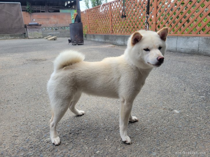 豆柴 福岡県 男の子 22年9月17日 白 両親とも豆柴認定犬 珍しい人気の白 みんなのブリーダー 子犬id 2210