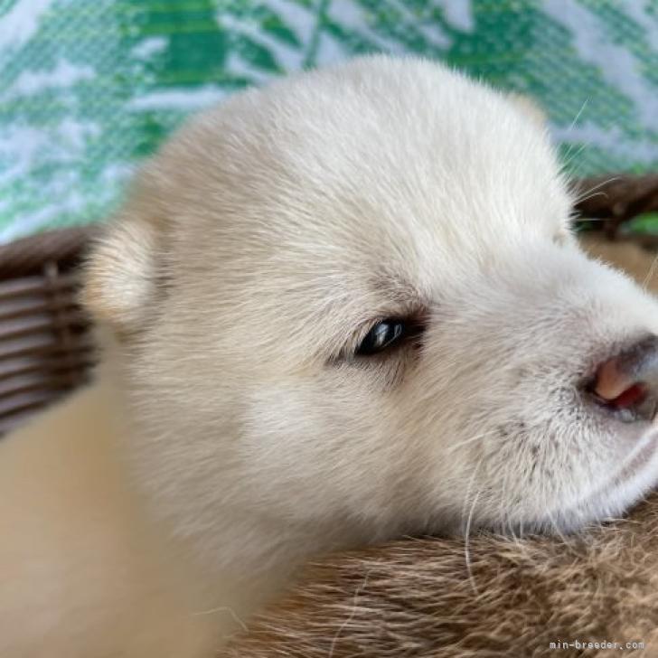 豆柴 福岡県 男の子 22年9月17日 白 両親とも豆柴認定犬 珍しい人気の白 みんなのブリーダー 子犬id 2210