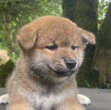 柴犬(標準サイズ)【和歌山県・男の子・2024年7月15日・赤】の写真「とってもやんちゃな男の子です」