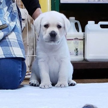 ラブラドールレトリバー【熊本県・男の子・2023年4月24日・イエロー】の写真「父外産JKCチャンピオン、母インターチャンピオン。」