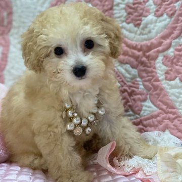 ティーカッププードルの子犬を探す｜ブリーダー直販の子犬販売【みんなのブリーダー】