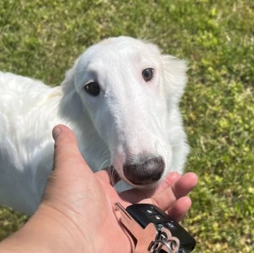 ボルゾイ【青森県・女の子・2024年12月30日・ホワイト&クリーム】の写真「パパチャンピオン」