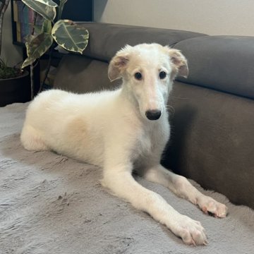 ボルゾイ【青森県・女の子・2025年5月12日・ホワイト&アプリコット】の写真「セレブの愛犬💕身体真っ白♬可愛いお顔です。」