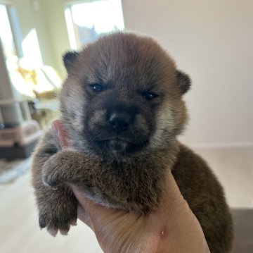 柴犬(標準サイズ)【青森県・男の子・2024年10月22日・赤】の写真「小ぶりで可愛い子です。犬質抜群なベビーです。」