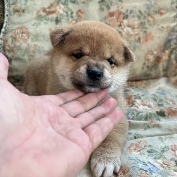 柴犬(標準サイズ)【青森県・男の子・2024年10月22日・赤】の写真「しっかりした犬質抜群なベビーです。」