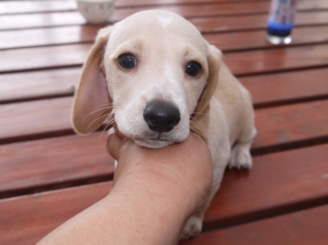 ミニチュアダックスフンド スムース の子犬をお迎えいただいたお客様の声 口コミ 評判 東北 みんなのブリーダー