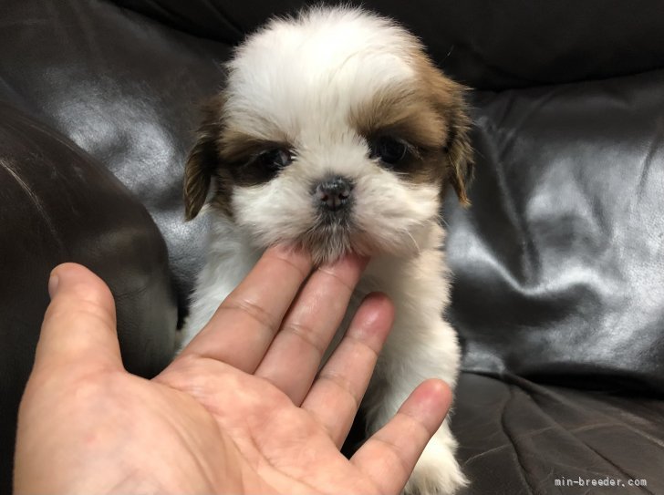 シーズー 青森県 女の子 21年9月22日 レッド ホワイト 可愛いシーズー みんなのブリーダー 子犬id 2111