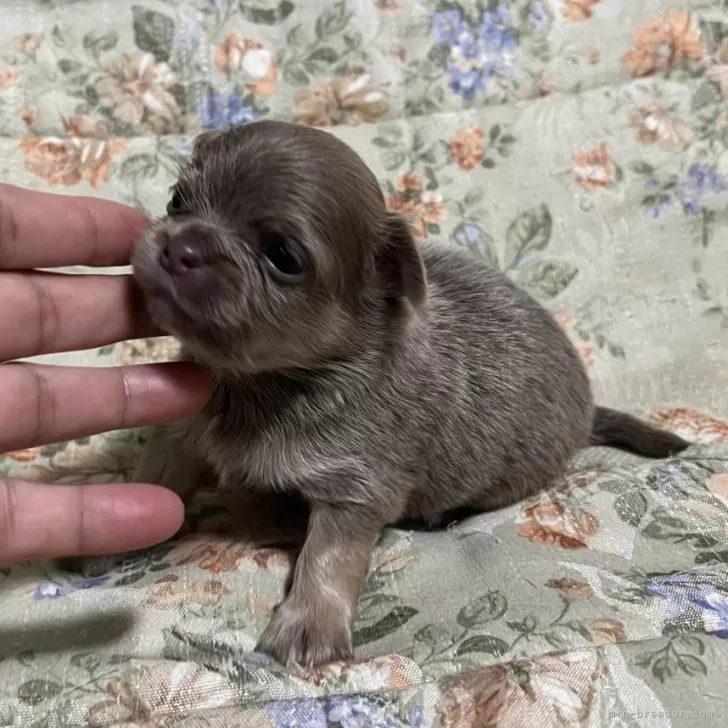 harry.fabolous23 様のお迎えした子犬