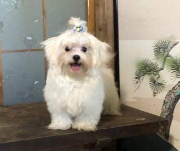 マルチーズ【青森県・男の子・2019年5月16日・ホワイト】の写真「毛質が良く小ぶりで良い犬になりました。」