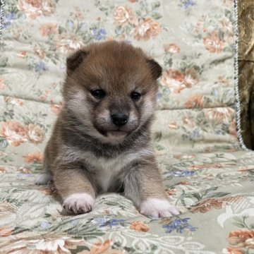 柴犬(豆柴)【青森県・女の子・2024年2月7日・赤】の写真「ママそっくりな可愛い女の子」